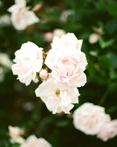 Pink roses blooming