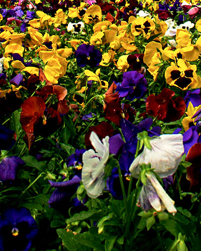 Various species of blooming flowers